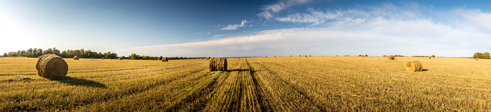 image of a field with hay bales