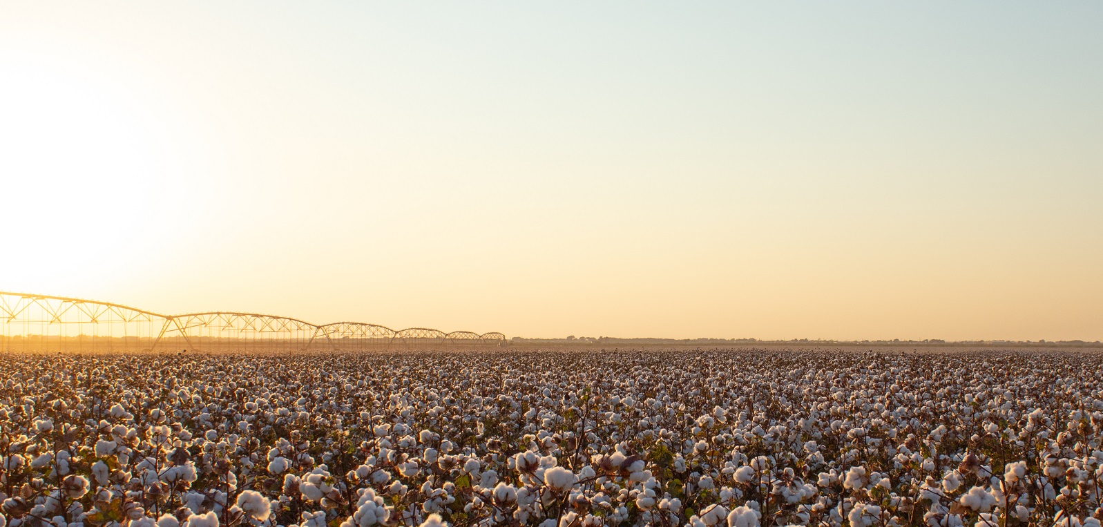 Cotton Field at Dusk