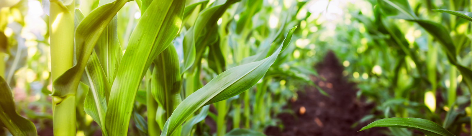 Looking down a row of corn