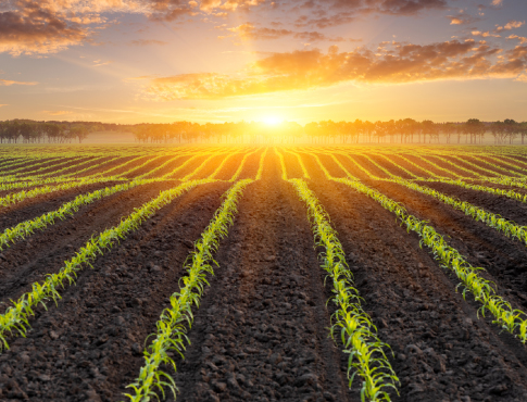 Cornfield at sunset