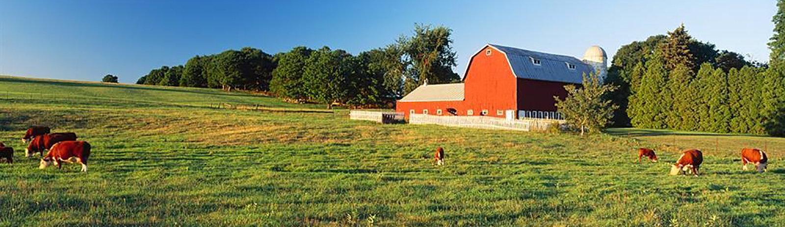 image of a barn and cows grazing in a field